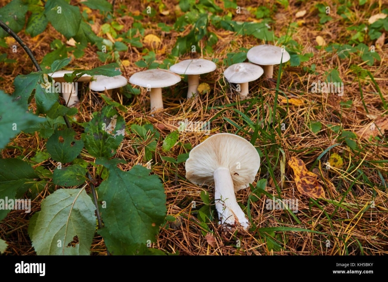 Грибы говорушки луговые