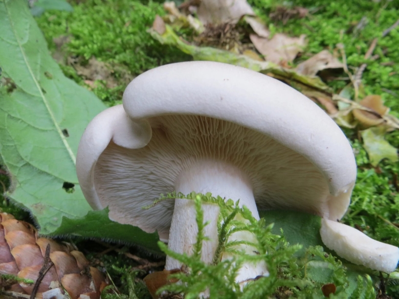 Гриб рядовка белая съедобная