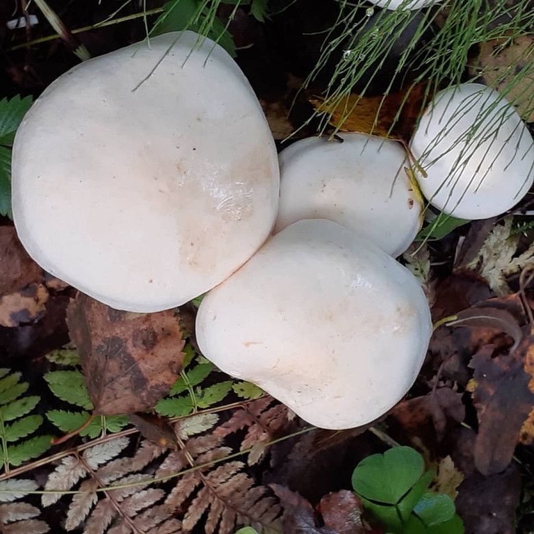 Рядовка белая