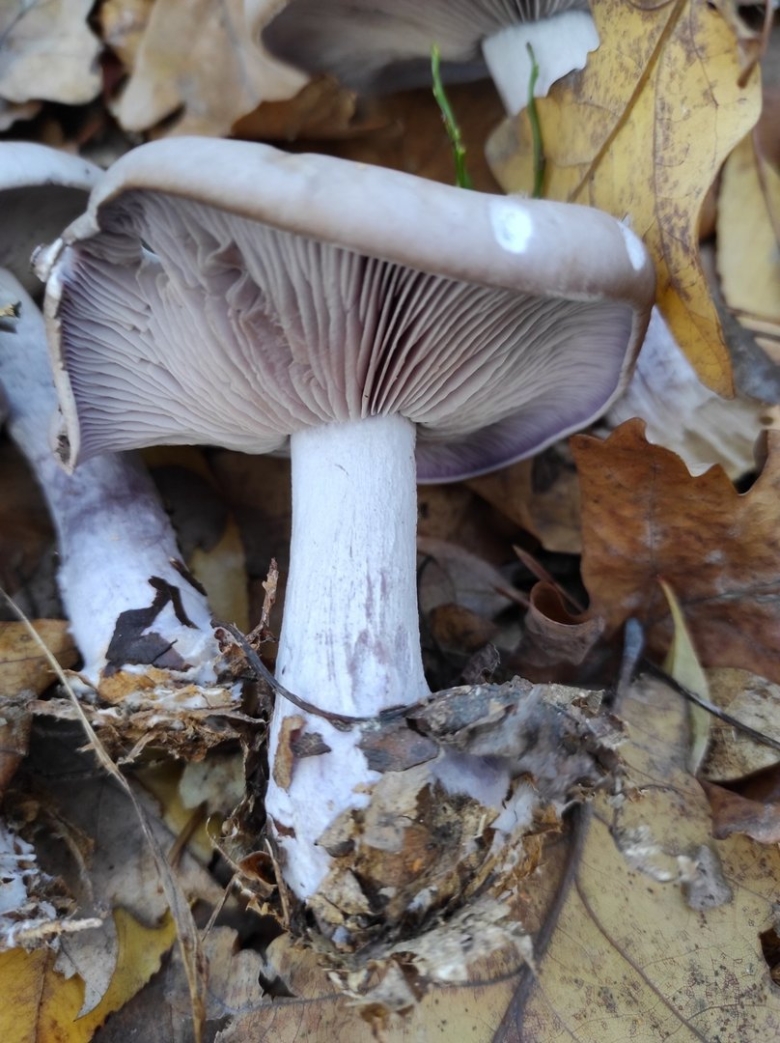 Рядовка опёнковидная