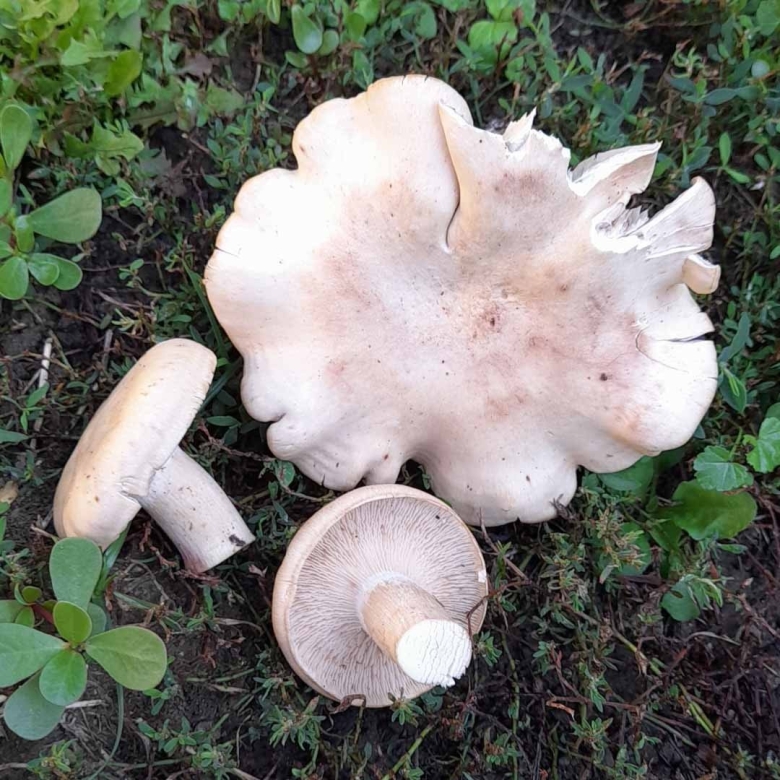 Рядовка фиалковая lepista irina