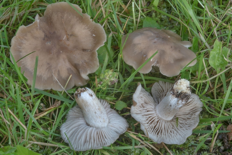 Энтолома шершавоножковая