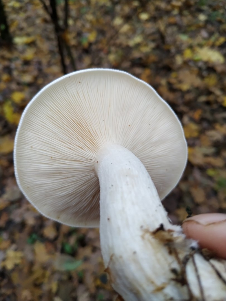 Говорушка дымчатая белая