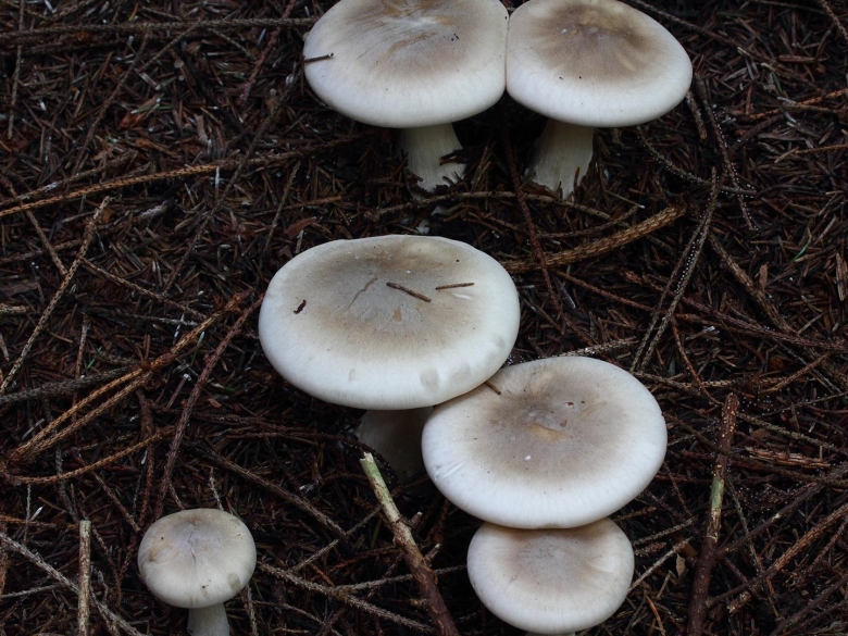 Говорушка дымчатая рядовка съедобная