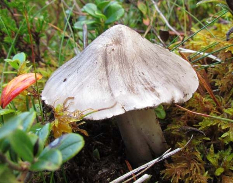 Рядовка серая заостренная