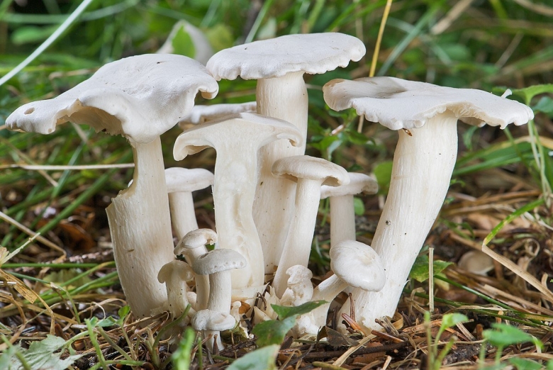 Рядовка сросшаяся Lyophyllum connatum