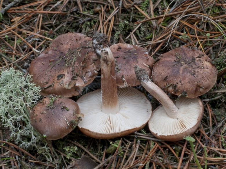 Рядовка бело коричневая