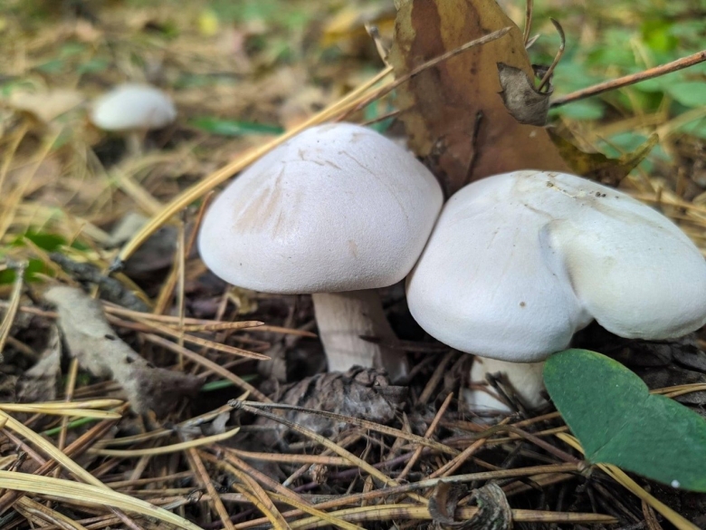 Гриб рядовка белая съедобная