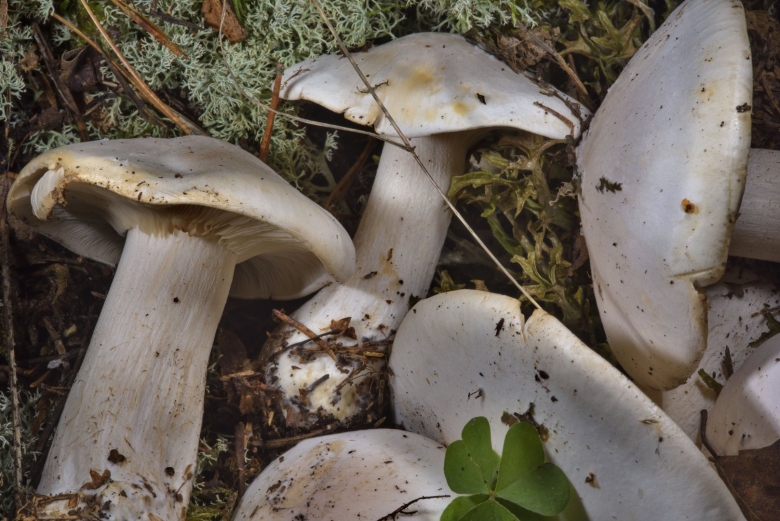 Гриб говорушка дымчатая