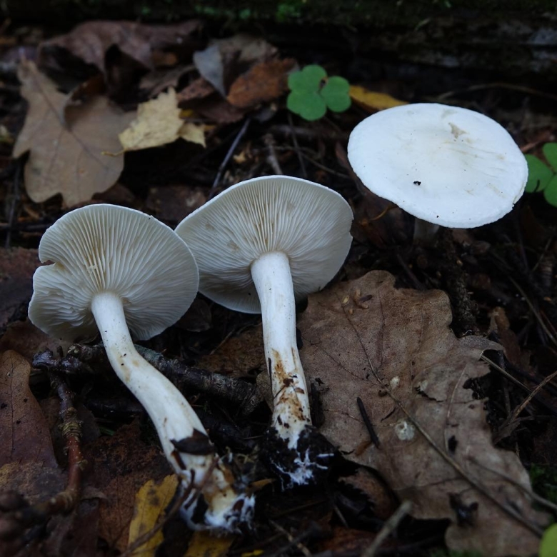 Гриб рядовка белая съедобная