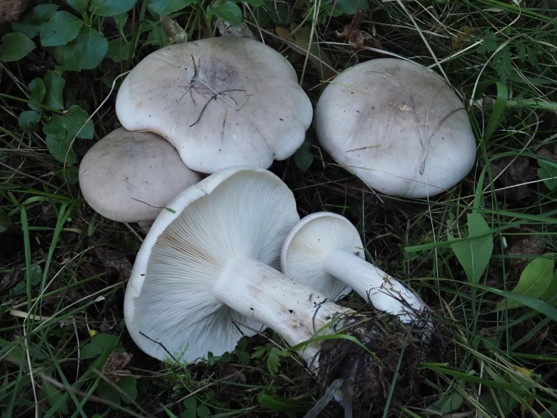 Говорушка восковатая гриб