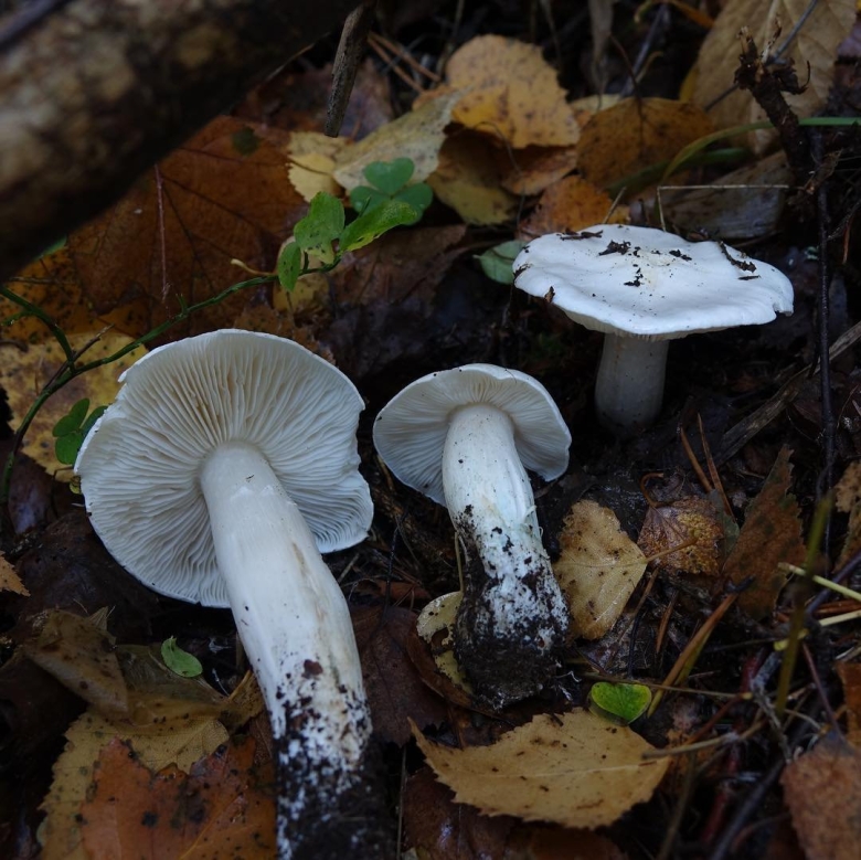 Рядовка голубиная tricholoma columbetta