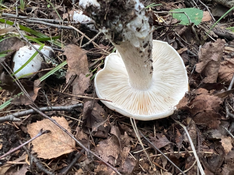 Подгруздок чёрный russula adusta
