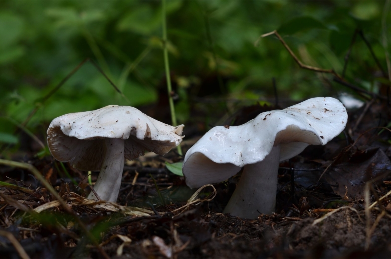 Рядовка белая гриб