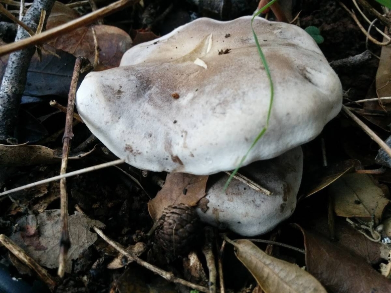 Рядовка грязная гриб