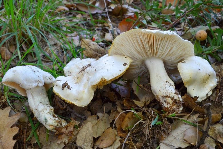 Грибы рядовки несъедобные