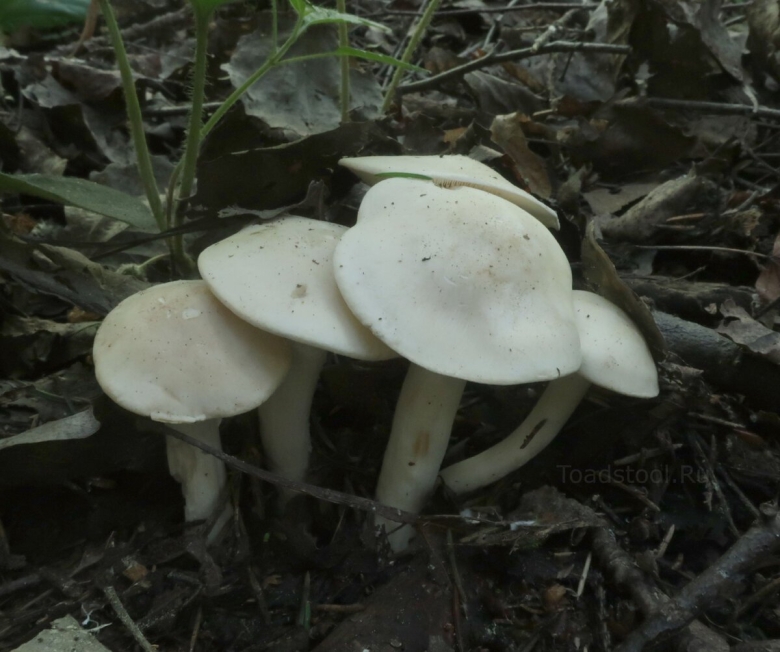 Как готовить Майский гриб правильно