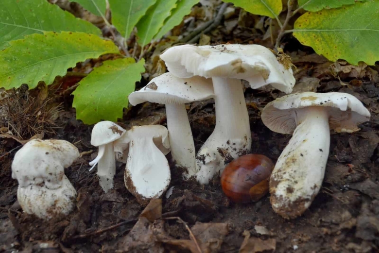 Рядовка Голубиная Tricholoma columbetta