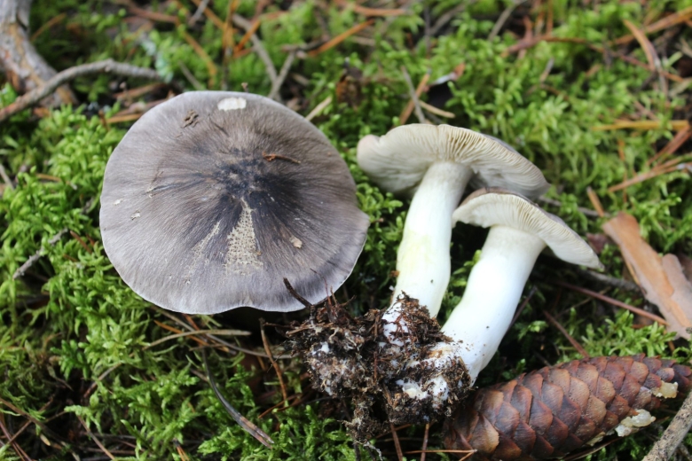 Грибы серухи рядовки