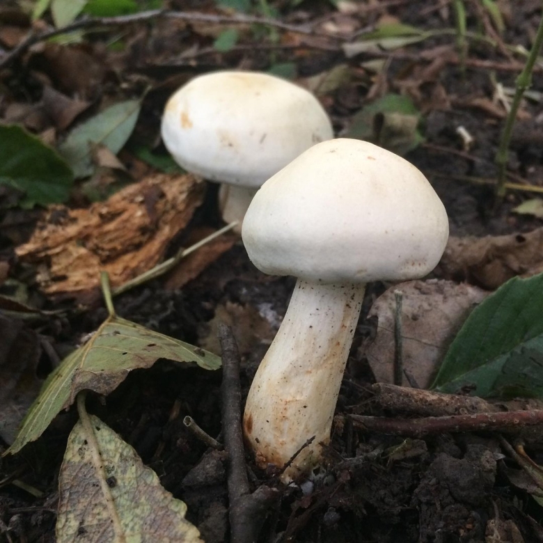 Несъедобная белая мягкая