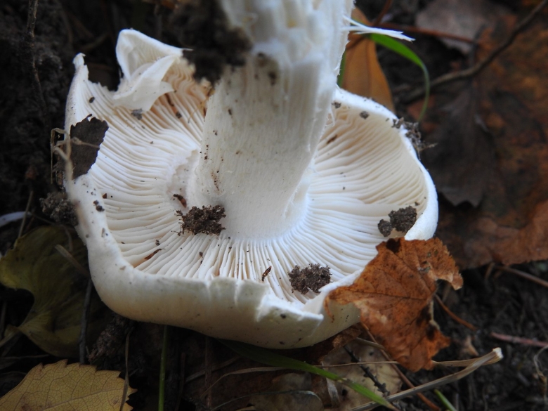 Рядовка частопластинковая Tricholoma stiparophyllum