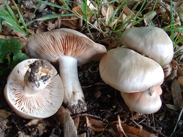 Дымчатая говорушка Clitocybe nebularis
