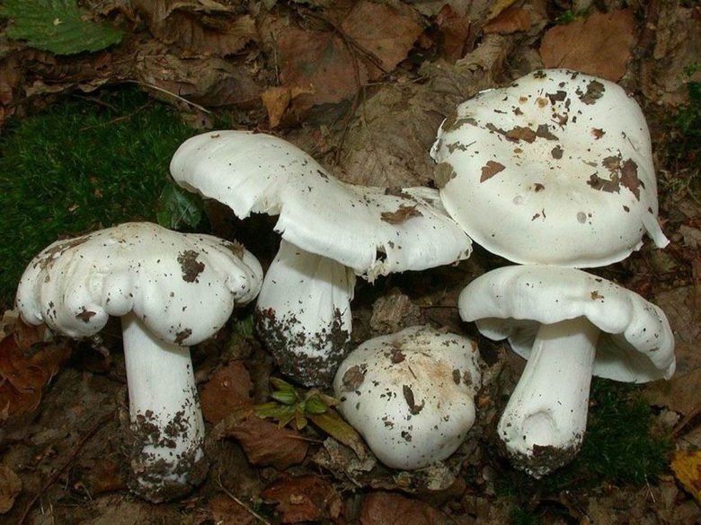 Рядовка белая Голубиная