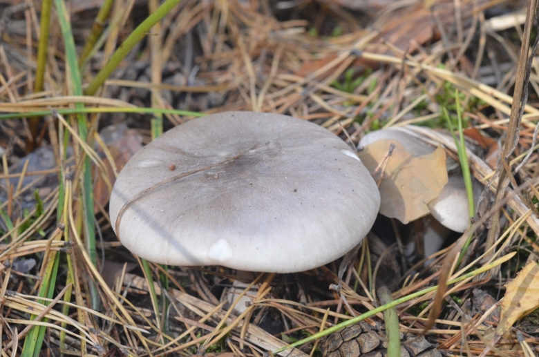 Говорушка дымчатая рядовка