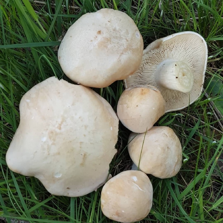 Майский гриб calocybe gambosa