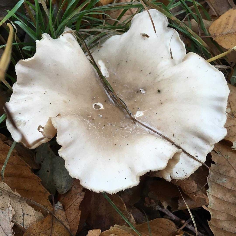 Говорушка восковатая гриб