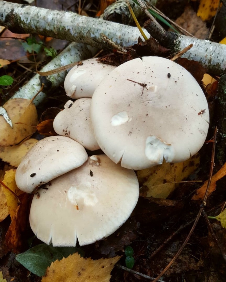 Рядовка серовато-сиреневая lepista glaucocana