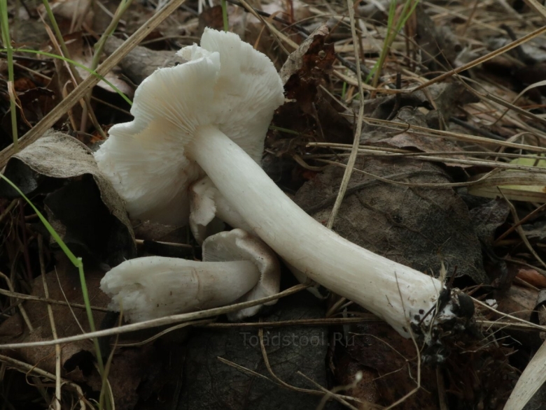 Рядовка белая гриб