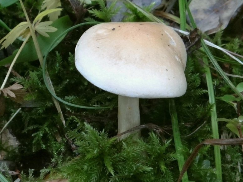 Гриб с потрескавшейся шляпкой