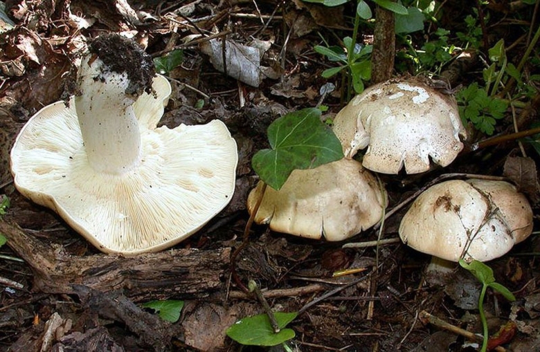 Майский гриб Calocybe gambosa
