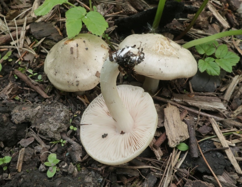 Рядовка голубиная (лат. tricholoma columbetta)