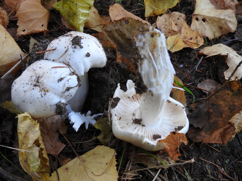 Рядовка голубиная tricholoma columbetta