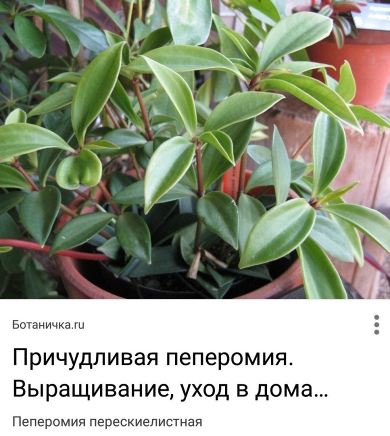 Традесканция Пеперомия