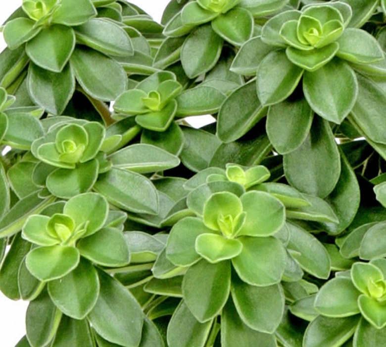 Пеперомия Седая Peperomia incana