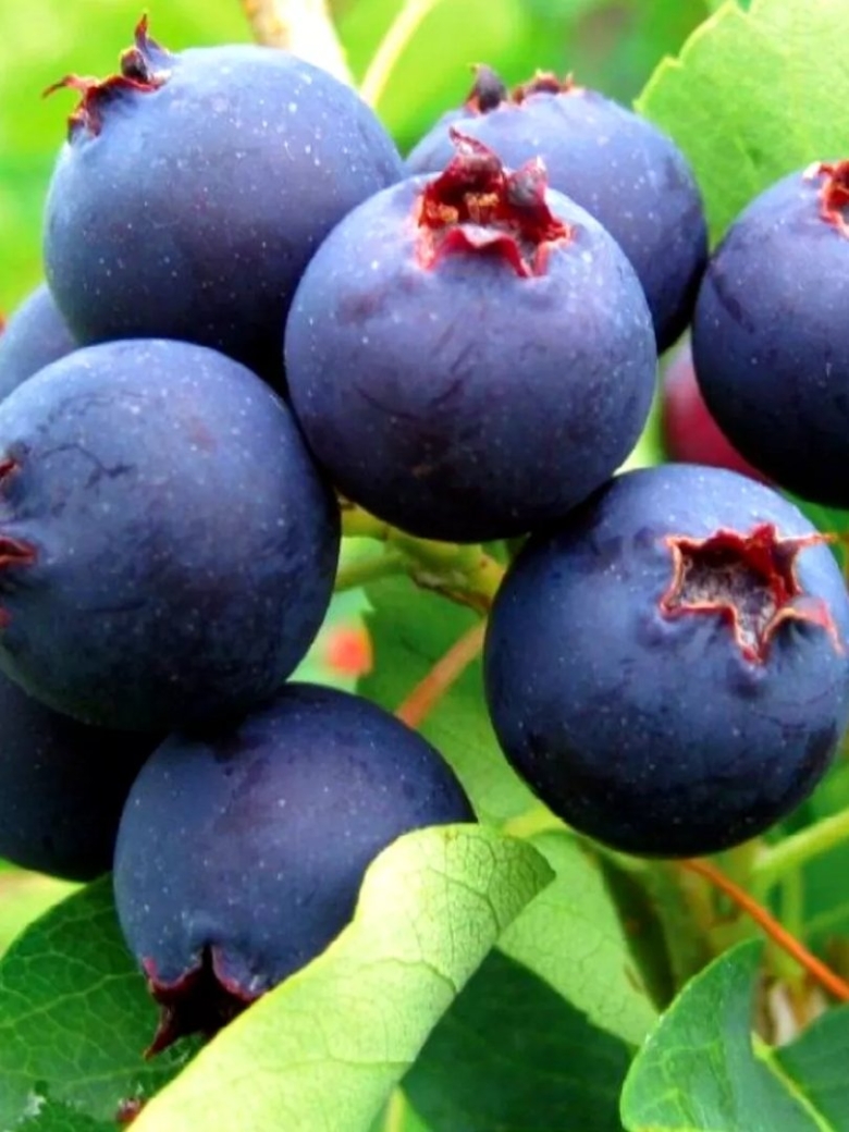 Ирга коринка