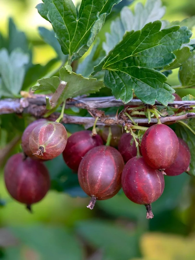 Крыжовник конфетный