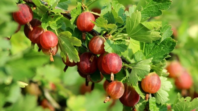 Крыжовник Хиннонмаки Грин