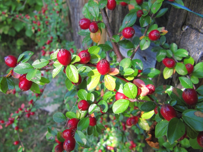 Жасмин кустарниковый ягоды