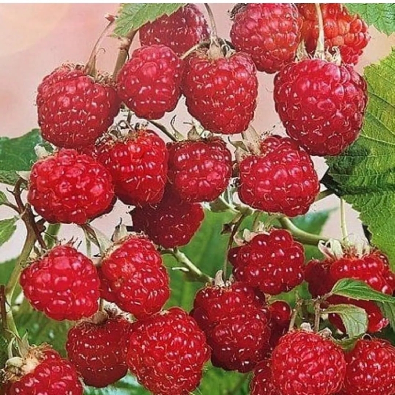 Малина сорт Рубин болгарский