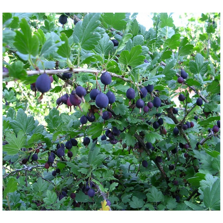 Крыжовник черный Негус куст
