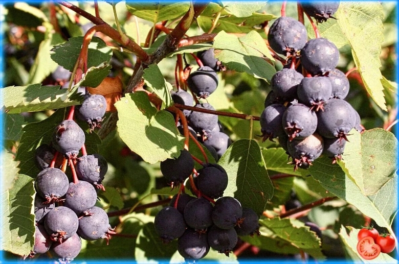 Ирга канадская Нортлайн