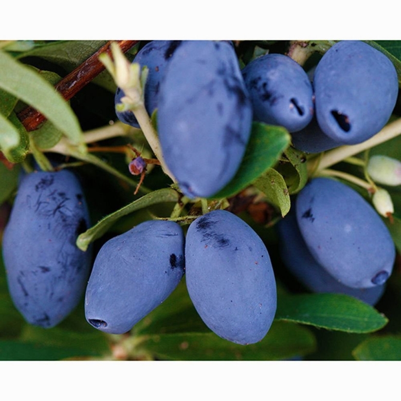 Жимолость съедобная бореалис