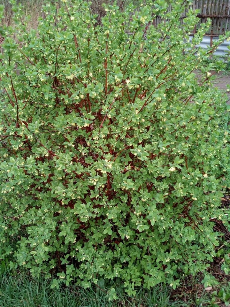 Куст жимолости фото во весь рост с людьми