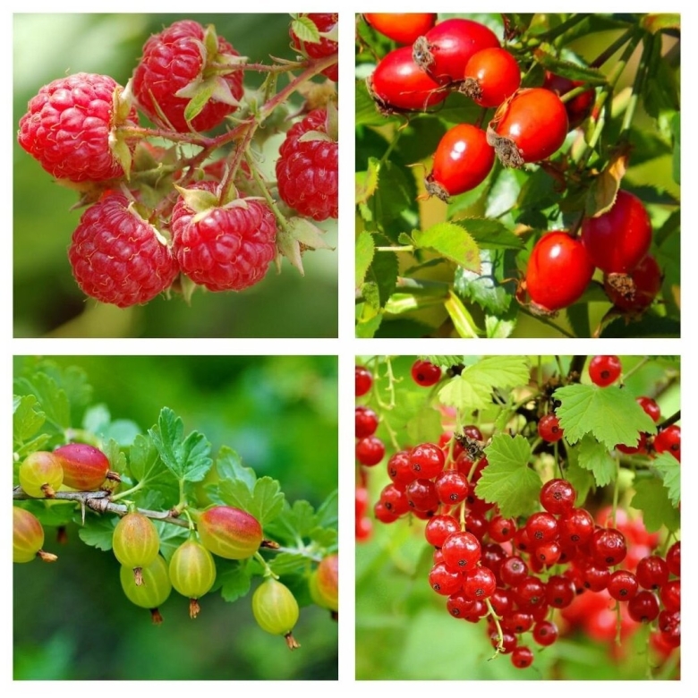 Ягодные кустарники