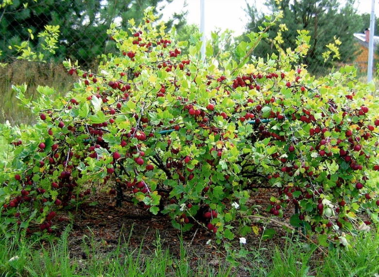 Смородино-крыжовниковый гибрид йошта