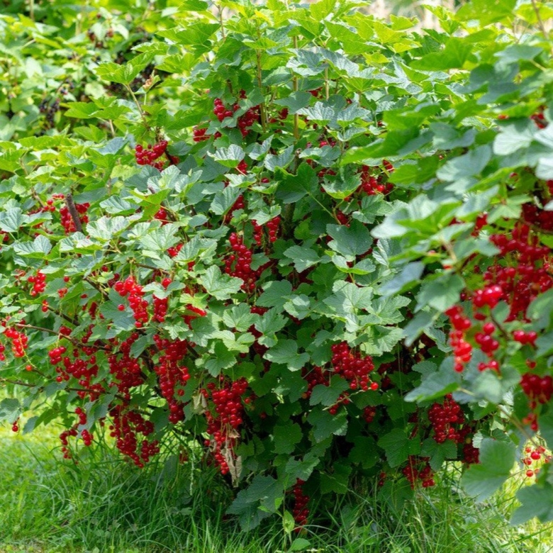 Смородина багряно красная декоративная